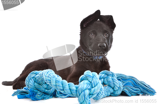 Image of Black Shepherd puppy dog with a blue toy rope