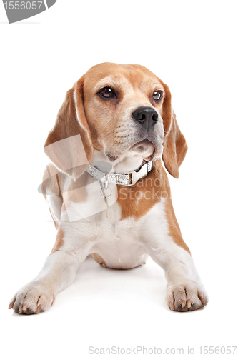 Image of Beagle