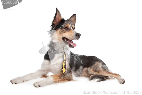 Image of Border Collie