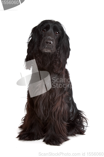 Image of English Cocker Spaniel