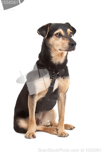Image of mixed breed dog