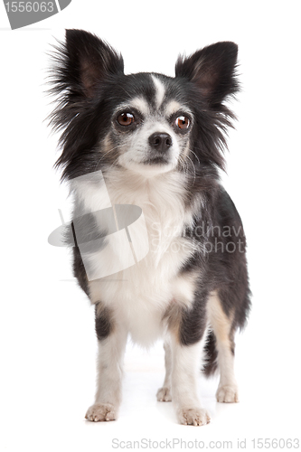 Image of long-haired Chihuahua