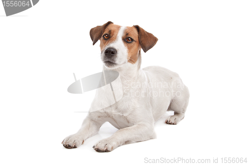 Image of Jack Russel Terrier