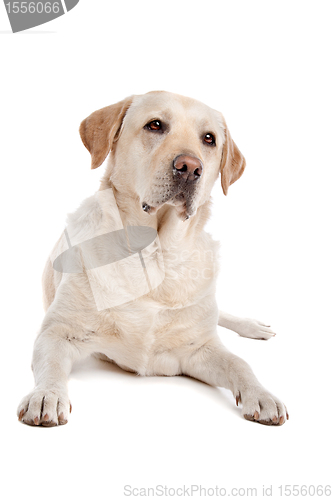 Image of Yellow Labrador