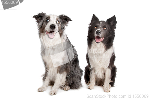 Image of Border Collie and Australian Shepherd