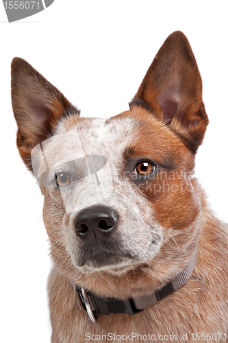 Image of Australian Cattle Dog