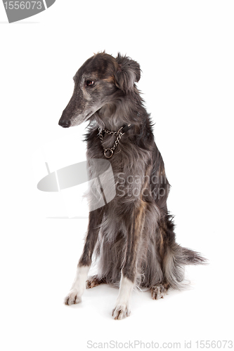 Image of Silken windhound