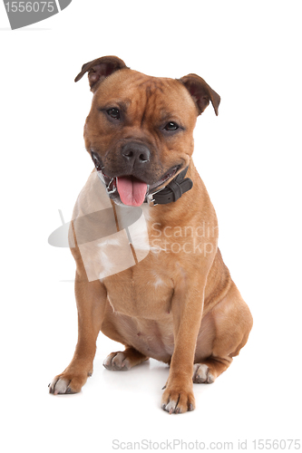 Image of Staffordshire bull terrier