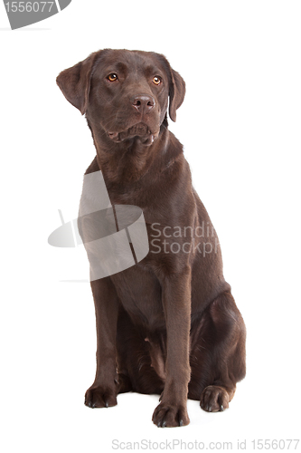 Image of Chocolate Labrador