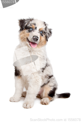 Image of Australian Shepherd