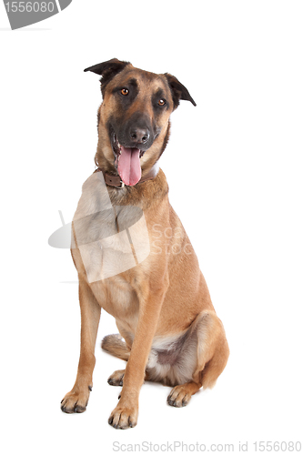 Image of Belgian Shepherd Dog Malinois