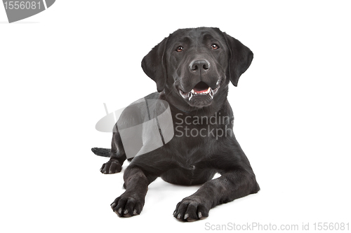 Image of Black Labrador