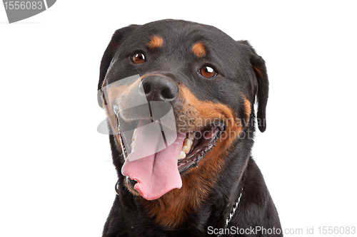 Image of Rottweiler