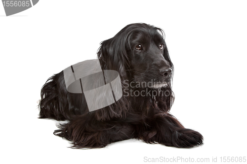 Image of English Cocker Spaniel