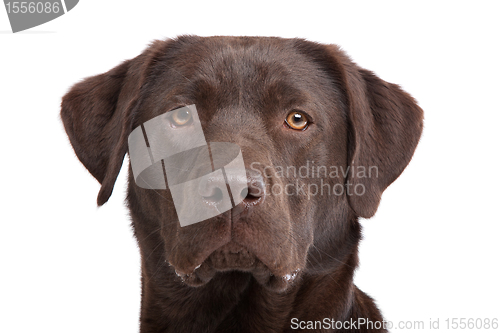 Image of Chocolate Labrador