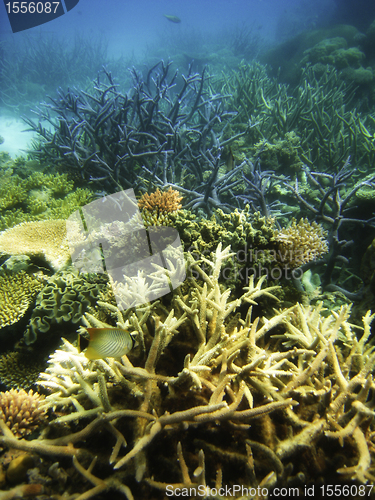 Image of Underwater Scene of Great Barrier Reef