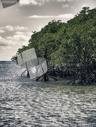 Image of Vegetation and Colors of Cape Tribulation, Queensland