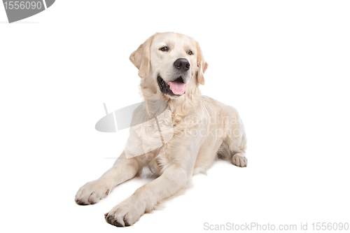 Image of golden retriever