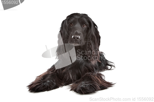 Image of English Cocker Spaniel