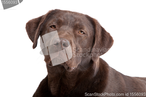 Image of Chocolate Labrador