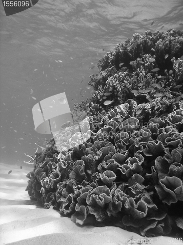 Image of Underwater Scene of Great Barrier Reef