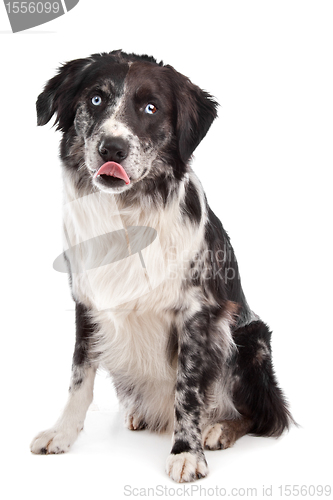 Image of Australian Shepherd
