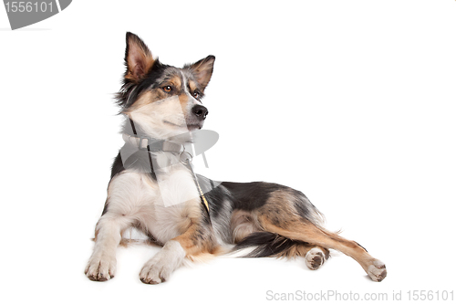 Image of Border Collie