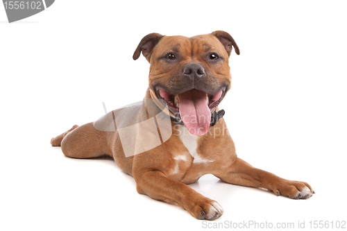 Image of Staffordshire bull terrier