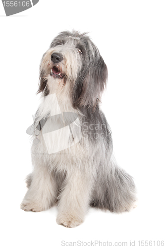 Image of bearded collie