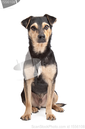 Image of mixed breed dog