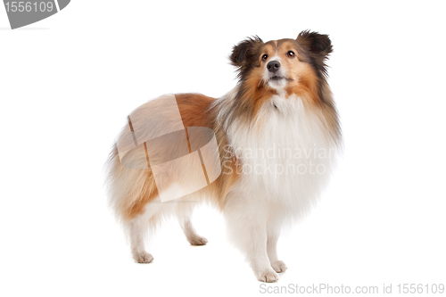 Image of Shetland sheepdog