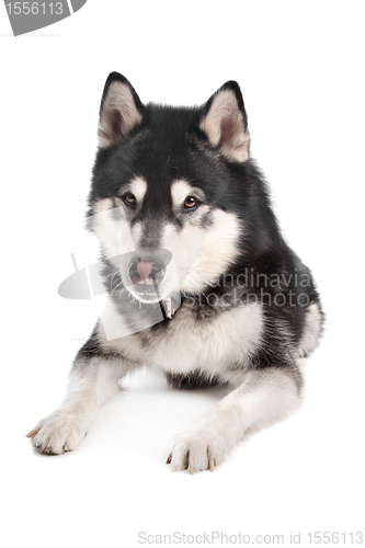 Image of Alaskan Malamute