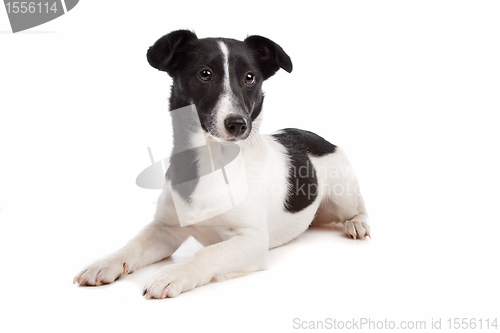 Image of Jack Russel Terrier