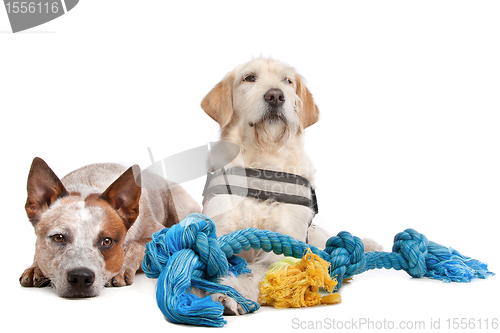 Image of Labrador and Australian Cattle dog