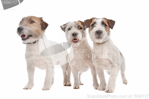 Image of Jack Russel Terrier