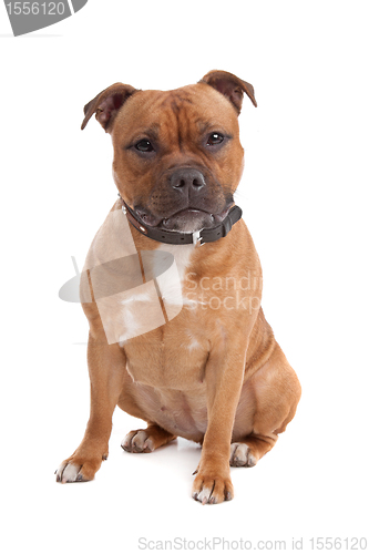 Image of Staffordshire bull terrier