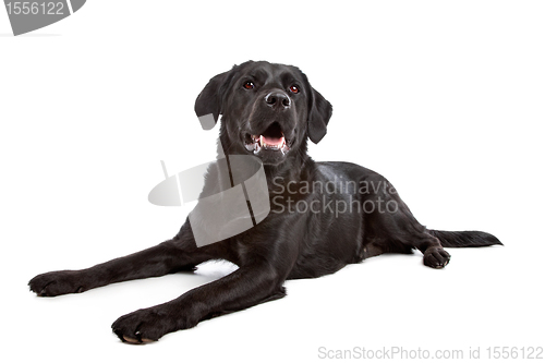 Image of cross breed dog of a Labrador and a Flat-Coated Retriever