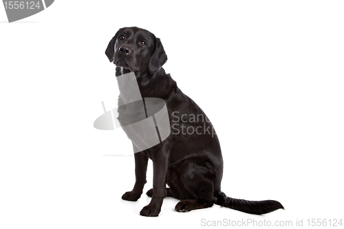 Image of cross breed dog of a Labrador and a Flat-Coated Retriever