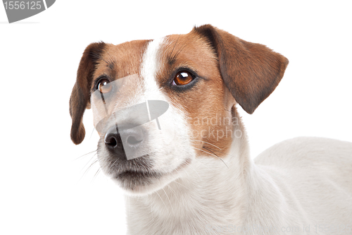 Image of Jack Russel Terrier