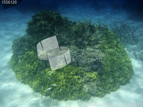 Image of Underwater Scene of Great Barrier Reef