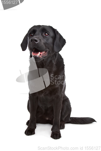 Image of cross breed dog of a Labrador and a Flat-Coated Retriever