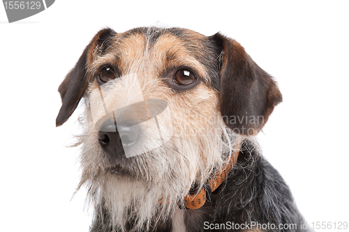 Image of mixed breed dog