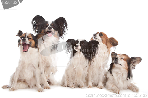 Image of group of five papillon dogs