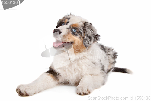 Image of Australian Shepherd