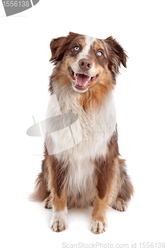 Image of Australian Shepherd