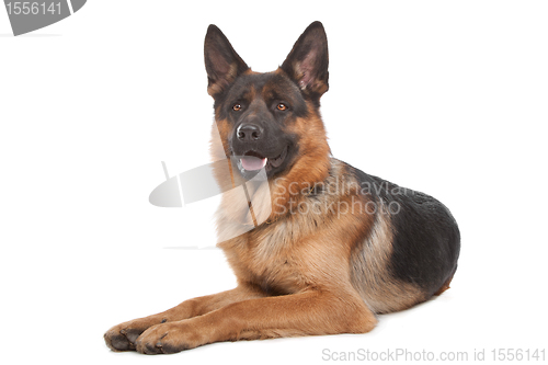 Image of German shepherd