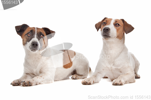 Image of Jack Russel Terrier