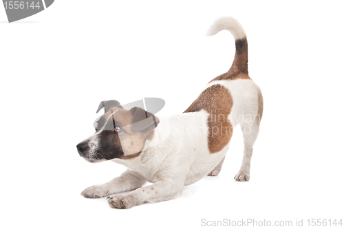 Image of Jack Russel Terrier