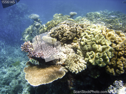 Image of Underwater Scene of Great Barrier Reef