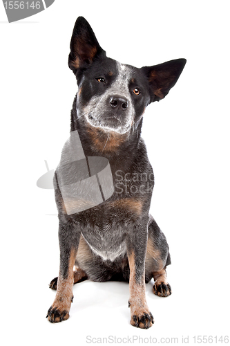 Image of Australian Cattle Dog
